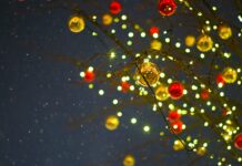 Noël merveilleux sur l’ile de Kea