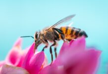 Parrainez une ruche d’abeilles à Kéa ruche d'abeilles à Kéa