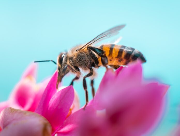 ruche d'abeilles à Kéa