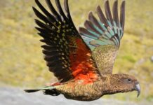 Le perroquet Kéa se bidonne-t-il sur l’île de Kéa ?